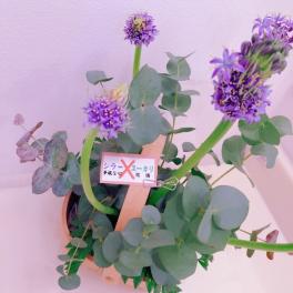 今週のお花は