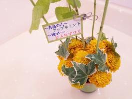 ヒメ