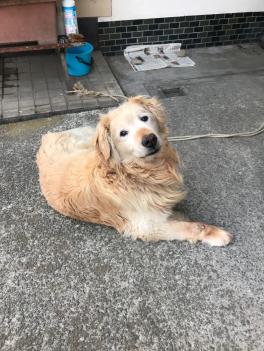 看板犬