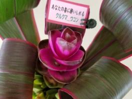 今週のお花