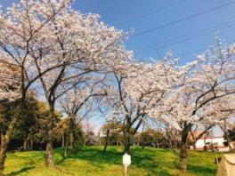 お花見日和♪