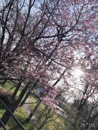 釧路も桜が咲きましたね✿