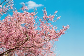 お花見の季節になりました！