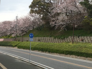 桜・サクラ・ＳＡＣＵＲＡ