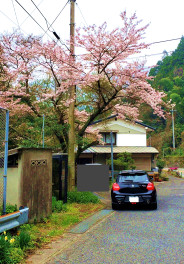 桜です。