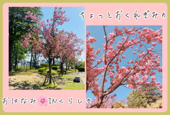 まだ桜が見れるところがありました♥