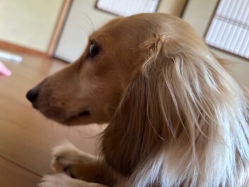 実家の犬です★
