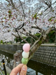 十四川堤の桜が満開です！