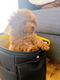 愛犬に負けた息子