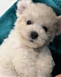 たなばた☆彡