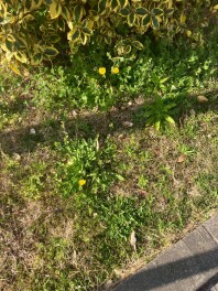 【エブリイワゴン】即納車情報　更新【スペーシアハスラー】