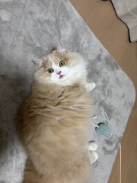 新人こじまのコジコジぶろぐ