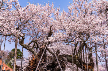 桜～　さくら～　サクラ～