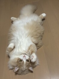 新人こじまのコジコジぶろぐ