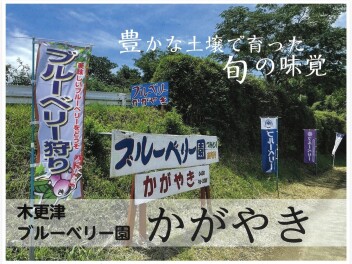 木更津のブルーベリー園【かがやき】のご紹介★★
