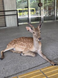 奈良行ってきました