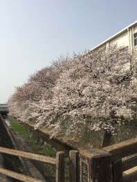 桜の季節です