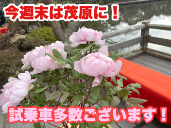 今週末は寒くなりそうだにゃ！アリーナ茂原店は元気に営業中にゃ！