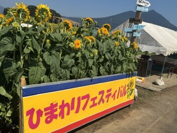 あけのひまわりフェスティバルに行ってきました！