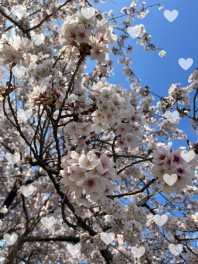 春だな～～