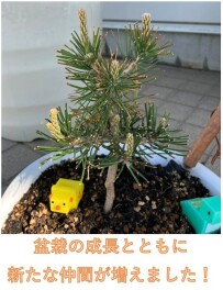 盆栽日記
