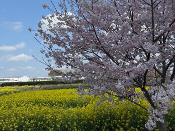 今年も幸手権現堂！