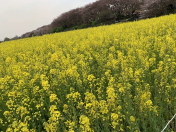 ✿幸手権現堂桜堤✿