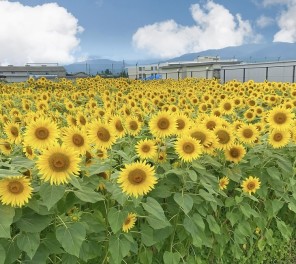 本日から元気に営業☆彡