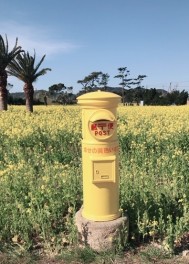 ＊渥美半島菜の花まつり～♪行って来ました＊