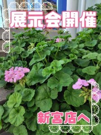 展示会♪新宮店へ！