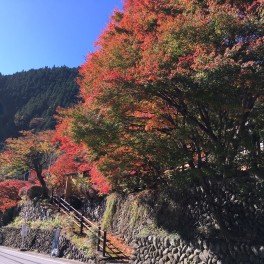 紅葉見に行ってきました♫