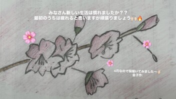 桜ちらちら