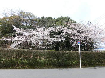 春です！