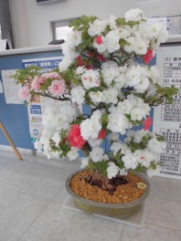 素敵なサツキ♪