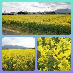 菜の花畑に行ってきました