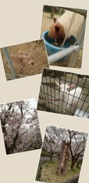桜と動物