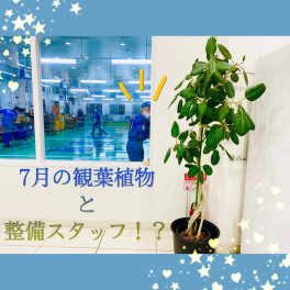 ７月の観葉植物と整備スタッフ！？(゜_゜>)
