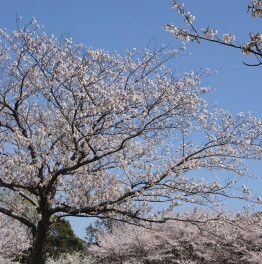 暖かくなってきました(#^.^#)