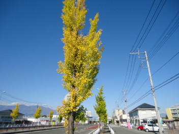 今年もきれいに色づきました。