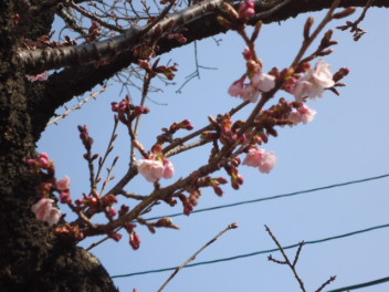 ✿早咲き桜✿