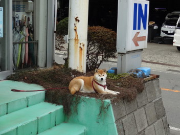 スズキアリ－ナ丹沢　番犬はる