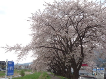 ❁桜開花❁