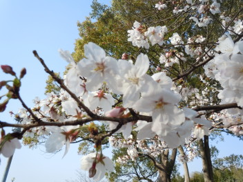 桜満開♪