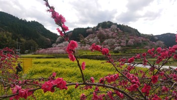 西川花公園