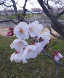 ☆春到来☆