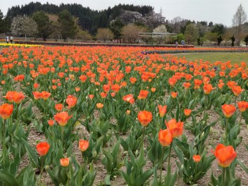 新緑の季節となりましたね