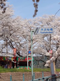 斐伊川堤防桜並木