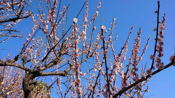 梅林寺✿梅の香りに癒されます✿