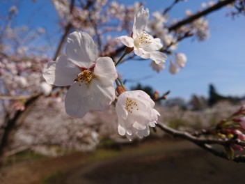 二戸の桜　馬仙峡公園