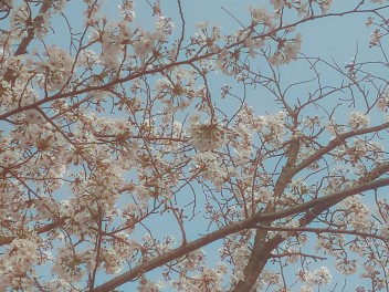 近くの桜が・・・